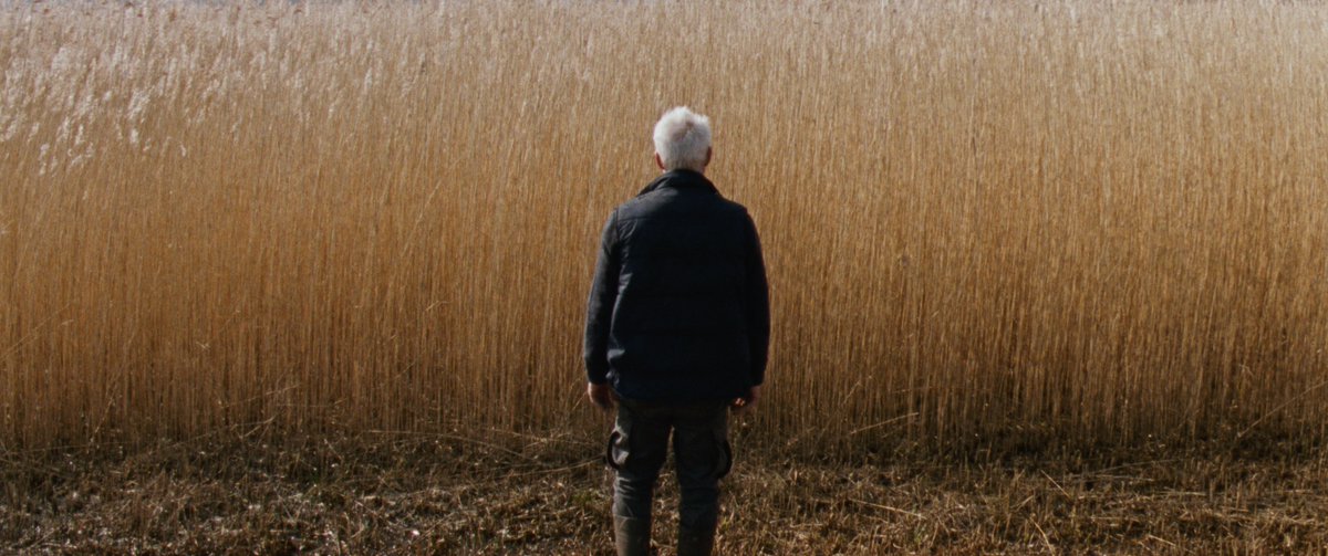 DEADLINE's tweet photo. Dutch director Sven Bresser’s first feature film 'Reedland' will premiere at Cannes Critics' Week in Competition.

'Reedland' is described as a dark crime drama about a reed cutter obsessed with the murder of a teenage girl after discovering the body himself, which provokes in him a strange sense of guilt

See the full lineup here: https://t.co/xOpXQbLGsc