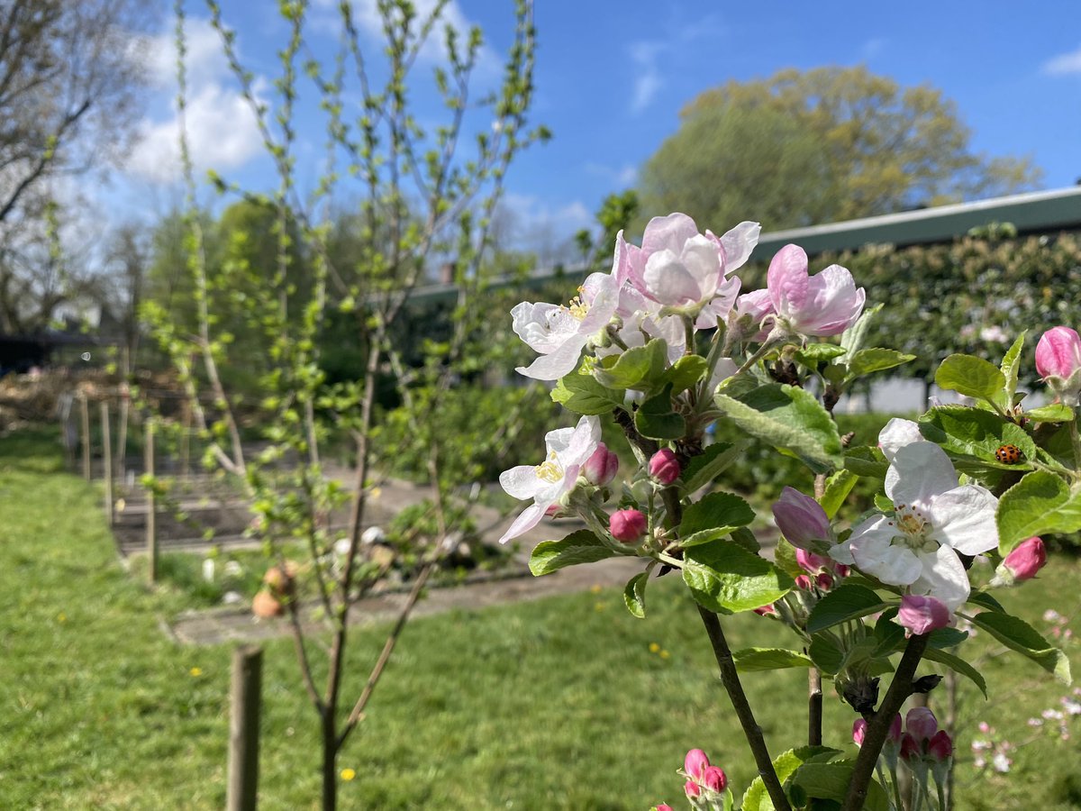 stichting Van der Huchtscholen tweet media