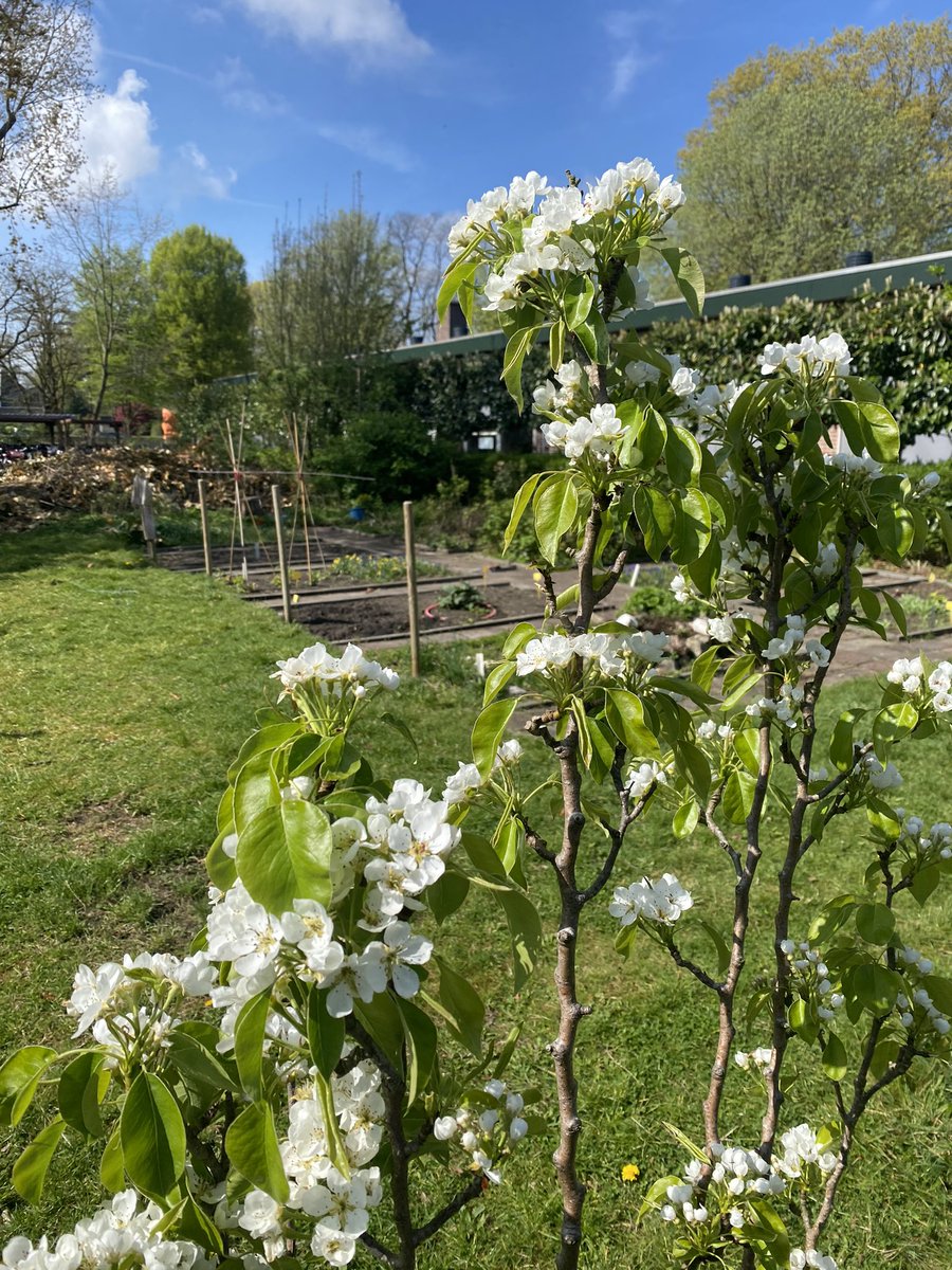 stichting Van der Huchtscholen tweet media