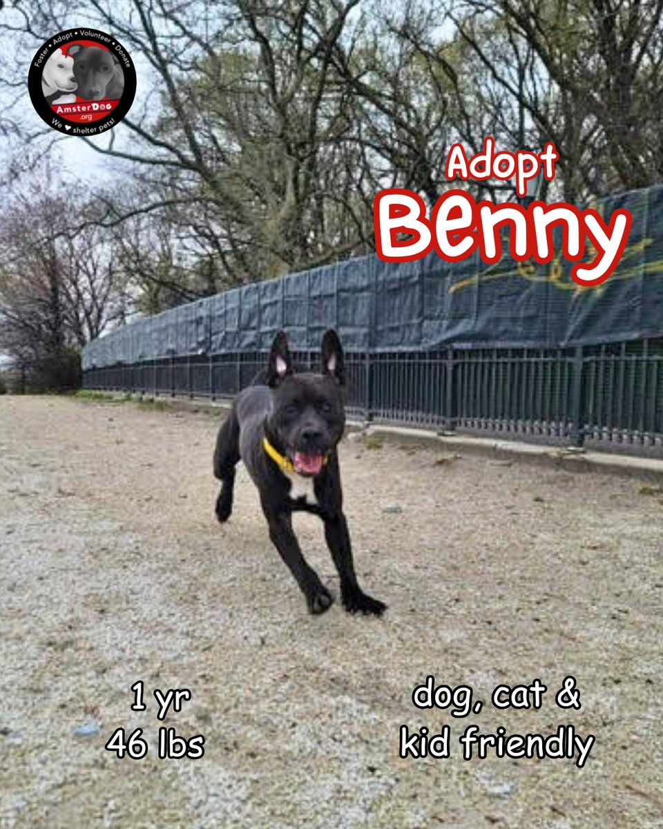 AmsterDogRescue's tweet photo. ⚡️BENNY⚡️ Out of the shelter and on the move to find a forever home! Social🦋 Loving 💙 Dog, cat, &amp; kid friendly - Benny 208893 
Apply to adopt Benny at https://t.co/5tCRxzMi17 https://t.co/oTzhyoce6t
