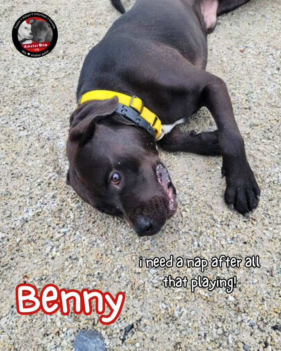 ⚡️BENNY⚡️ Out of the shelter and on the move to find a forever home! Social🦋 Loving 💙 Dog, cat, &amp; kid friendly - Benny 208893 
Apply to adopt Benny at AmsterDog.org