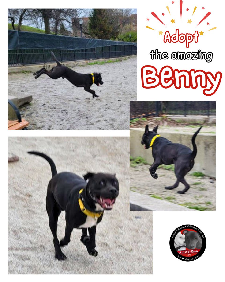 AmsterDogRescue's tweet photo. ⚡️BENNY⚡️ Out of the shelter and on the move to find a forever home! Social🦋 Loving 💙 Dog, cat, &amp; kid friendly - Benny 208893 
Apply to adopt Benny at https://t.co/5tCRxzMi17 https://t.co/oTzhyoce6t