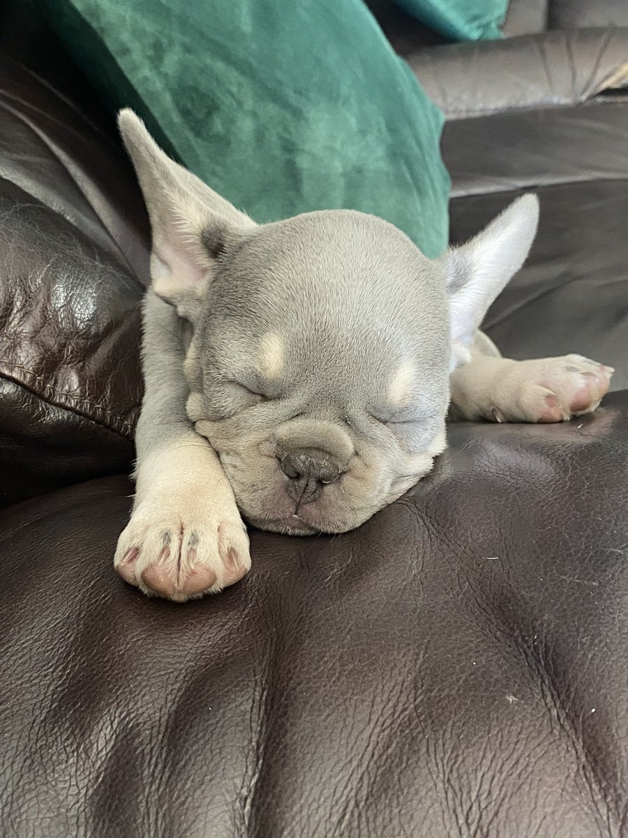 Reinkinn's tweet photo. This little one has been keeping me busy 😭😂💗💗💗 https://t.co/NJD3eXjdYK