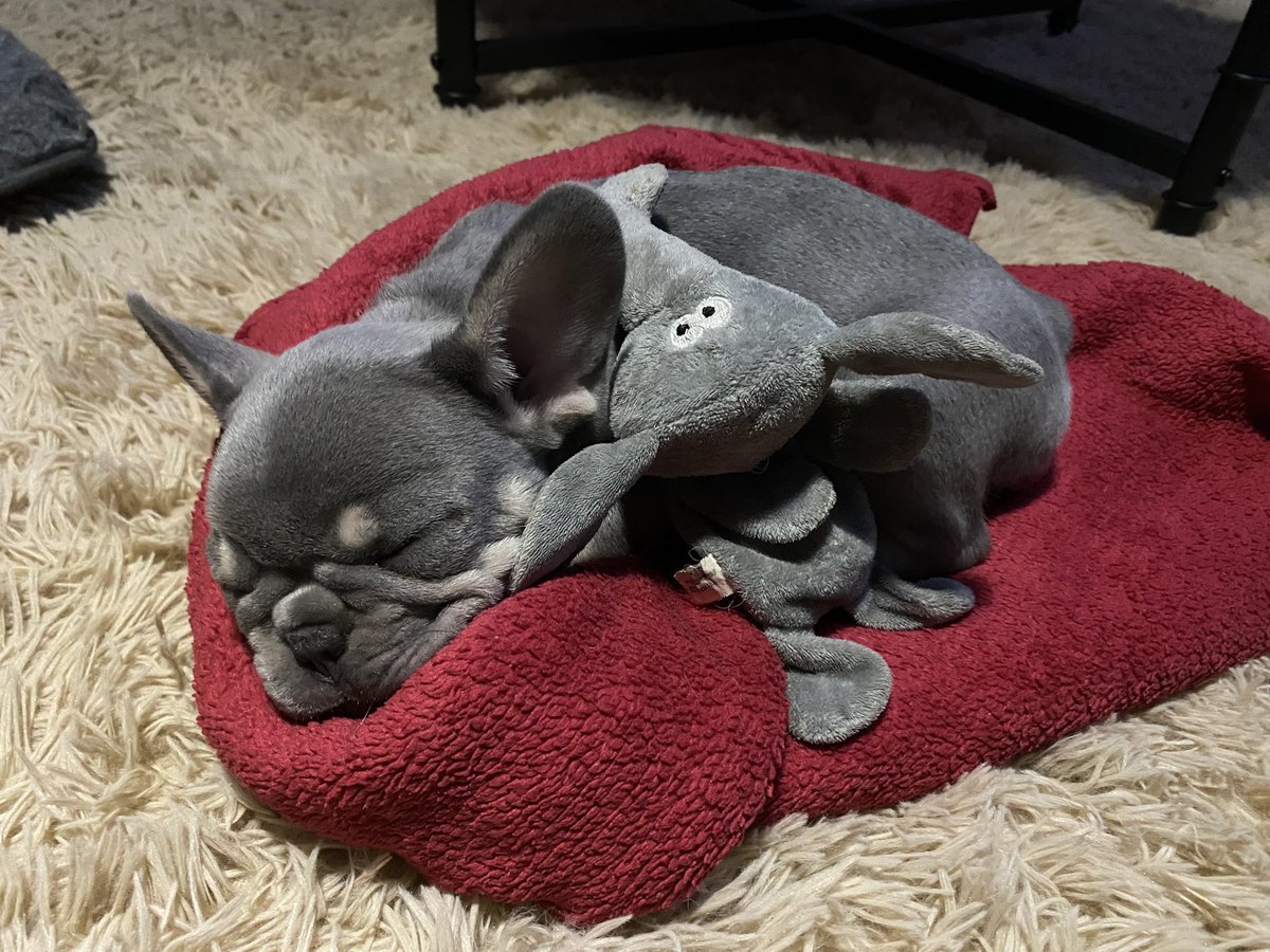 Reinkinn's tweet photo. This little one has been keeping me busy 😭😂💗💗💗 https://t.co/NJD3eXjdYK