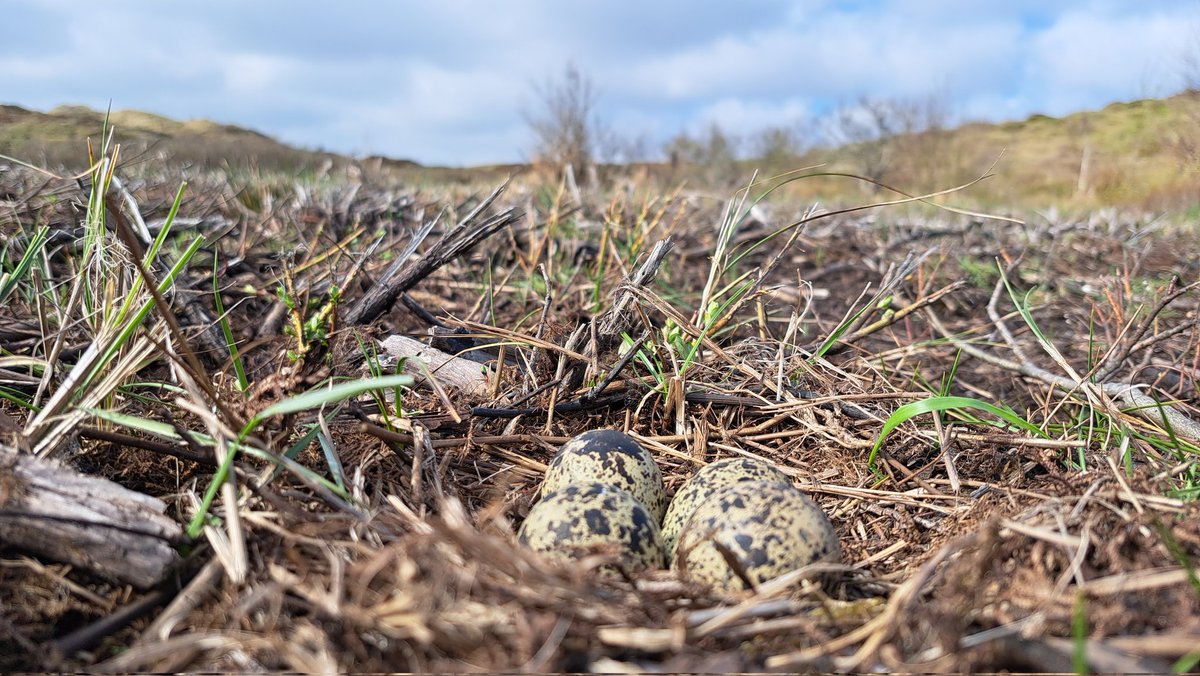 Op een stuk wat vorig jaar onder handen is genomen met een rupsmaaier, meteen succes ! #kievit #duinvogel