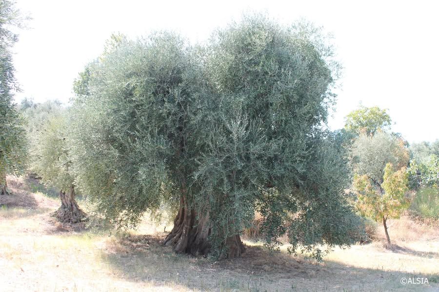 alsiasocial's tweet photo. Gli alberi patriarchi da frutto della Basilicata. Seminario tecnico nell’ambito del Progetto FiNoPomBis, martedì 15 aprile, dalle 9 alle 13 a Missanello (PZ). #ALSIA #basilicata
LEGGI QUI: https://t.co/Mw99aZHl7U https://t.co/eXFhn3a6OT