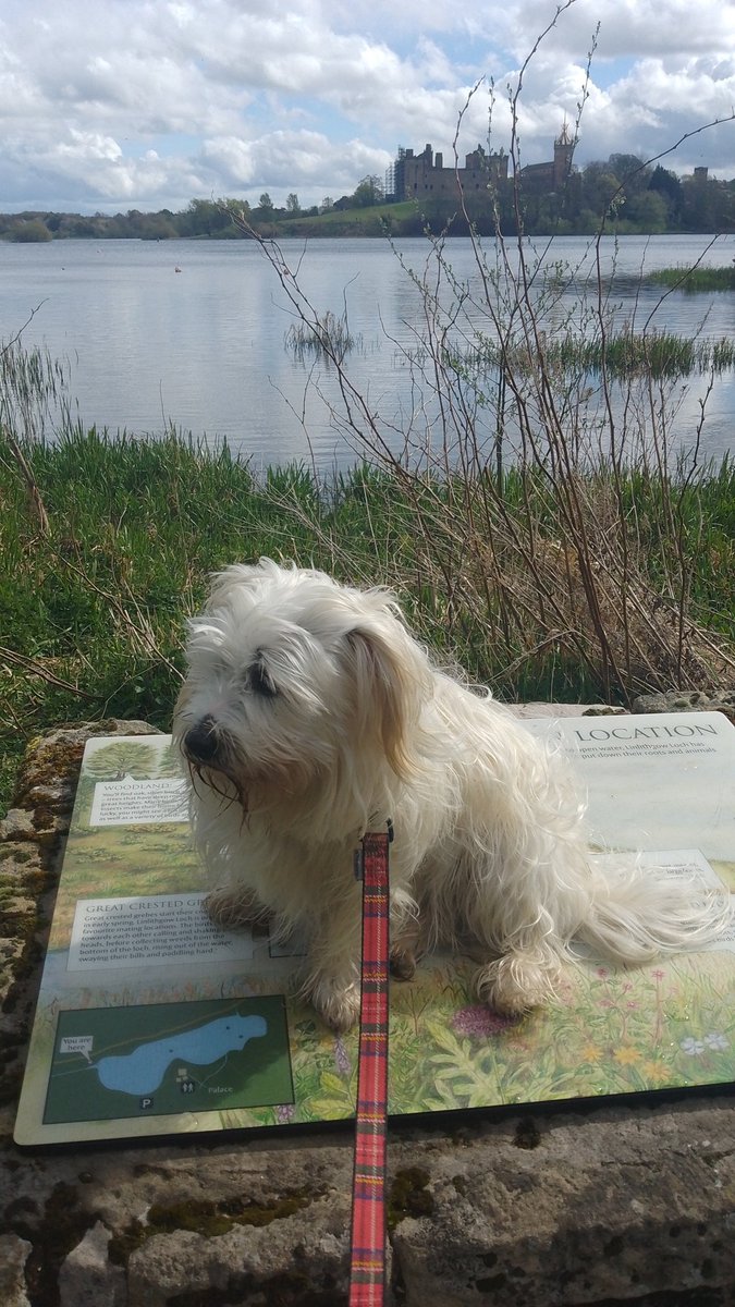 ChristinaC55885's tweet image. Rosie at linlithgow loch. #linlithgow #linlithgowpalace #dogs