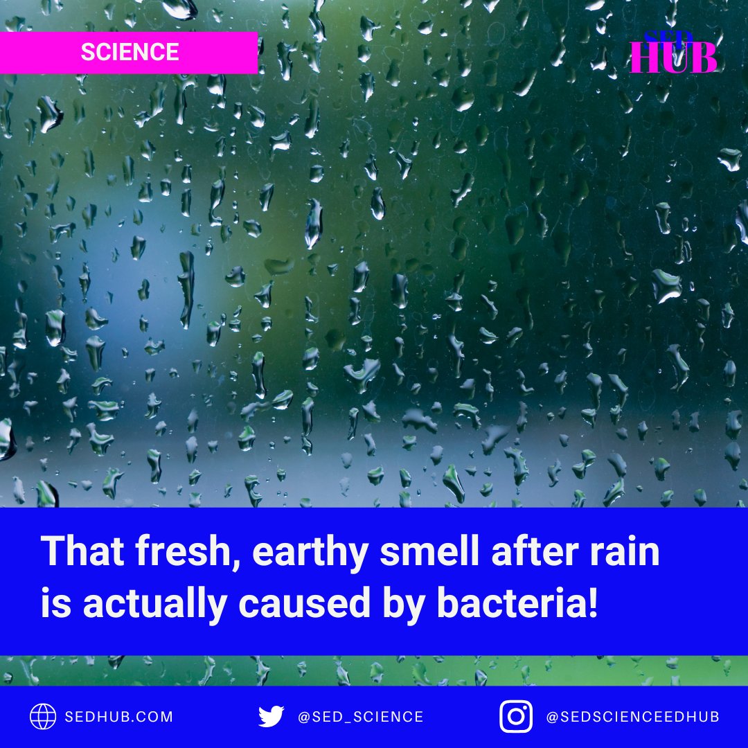 SED_Science's tweet photo. Did You Know?
That fresh, earthy smell after rain is actually caused by bacteria! Specifically, it's a compound called geosmin, released by soil-dwelling bacteria. Curious minds are always learning, discover more fascinating science facts in our interactive courses at Sed Hub! https://t.co/mZOLGrooTG