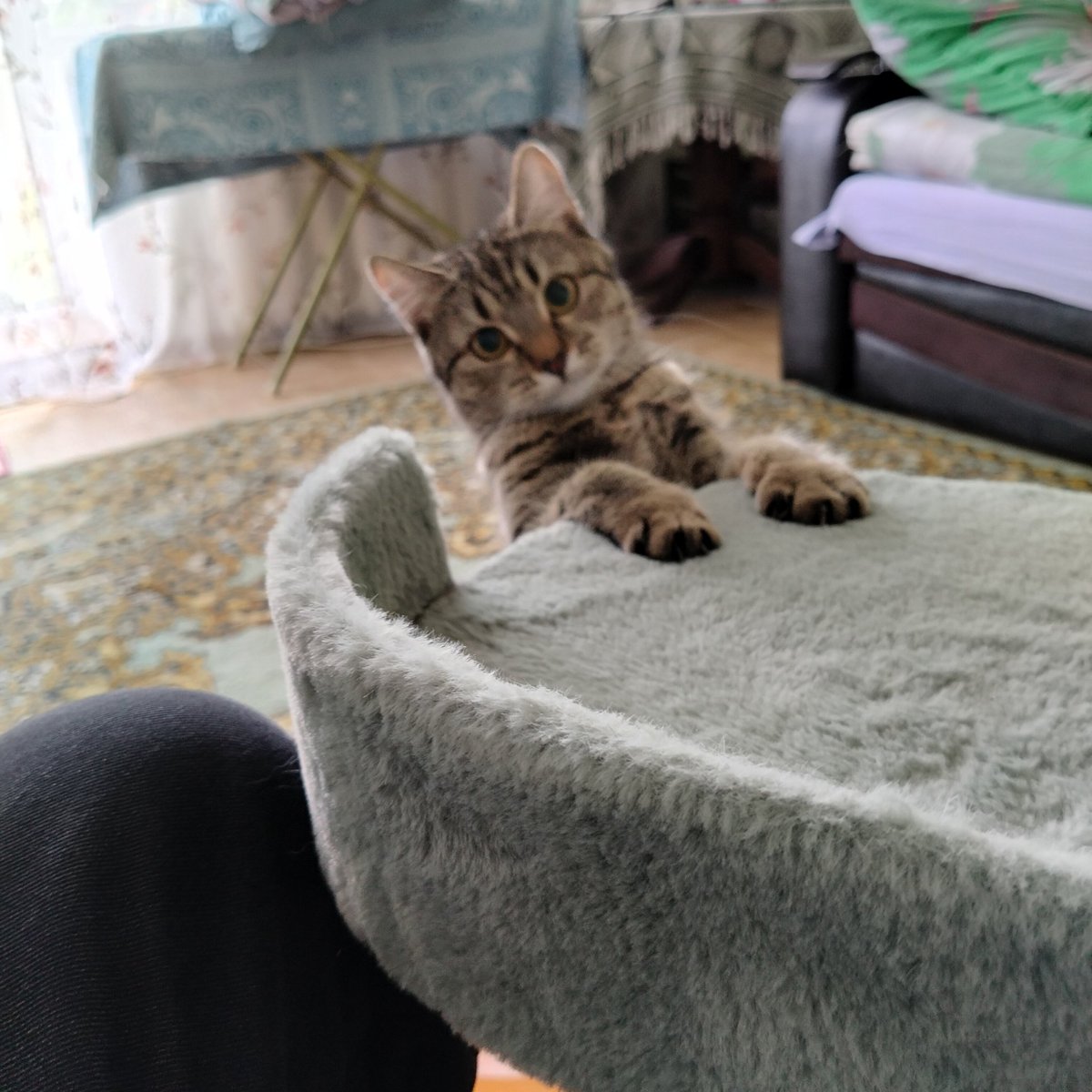 nhtmn's tweet photo. Организовали с кошкой круглый стол по гуманитарным вопросам, связанным с ограничением агрессии в отношении людей https://t.co/tQgfkoUw6l