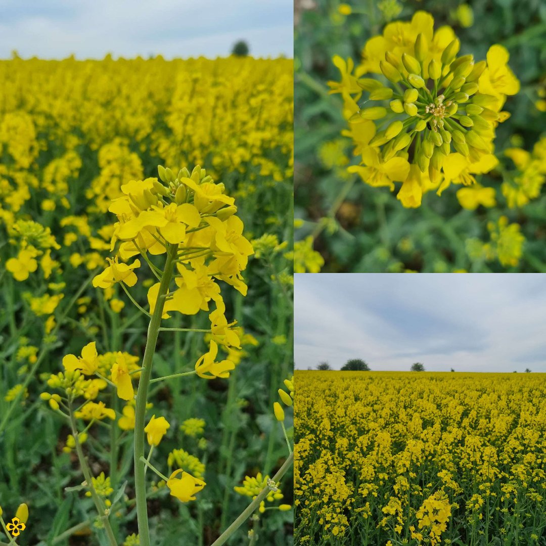 UnitedOilseeds's tweet photo. 🌼 Golden views from Salisbury Plain!
Our colleague Becky Crocombe captured these stunning shots of the oilseed rape fields in full bloom — pure yellow magic! 💛✨
#SalisburyPlain #SpringVibes #OilseedRape #NaturePhotography #YellowFields #OSR https://t.co/5SQA54t8zZ