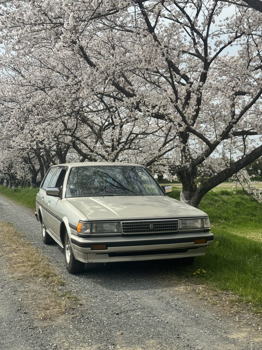 桜もう散りはじめてた