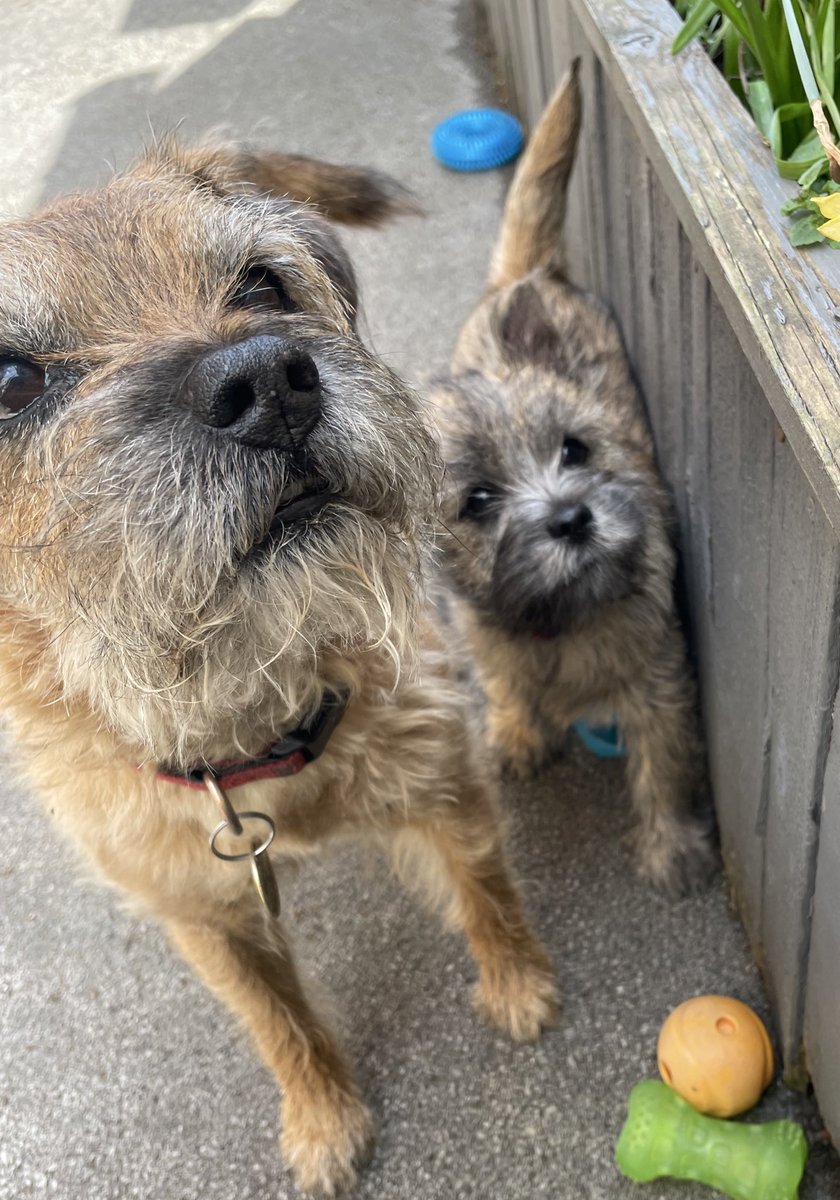StanleyBorder's tweet photo. Pfft #btposse send someone to save me #cairnterrier #cairnterrorist https://t.co/WJxZXkXqHu