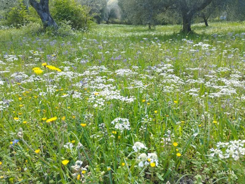 alsiasocial's tweet photo. Registrato un calo delle temperature in Basilicata. Soddisfacenti le quantità di ore di freddo accumulate nella scorsa settimana. Leggi i Bollettini agrometeorologici realizzati dai tecnici #ALSIA del #SAL #basilicata
LEGGI QUI: https://t.co/TmSCuHhZ4T https://t.co/RoOwMqZshA