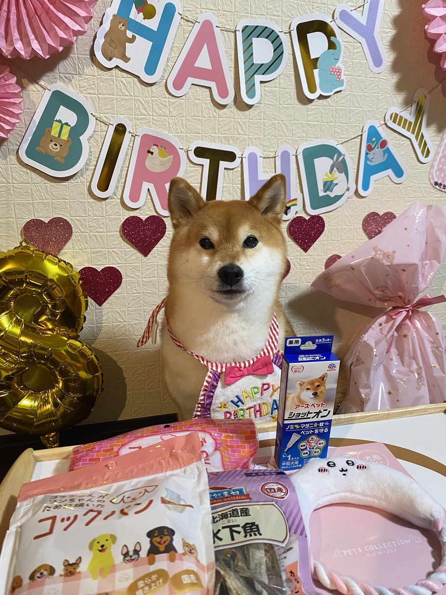 柴犬ゆきちゃん (@n0qTVdKQKf4r0Qt) / Posts / X