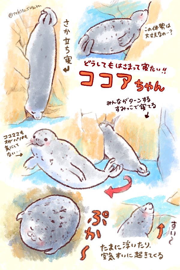 ココアちゃんまだこの寝方してるかな…
 #ココア1さいおめでとう #えのすい 