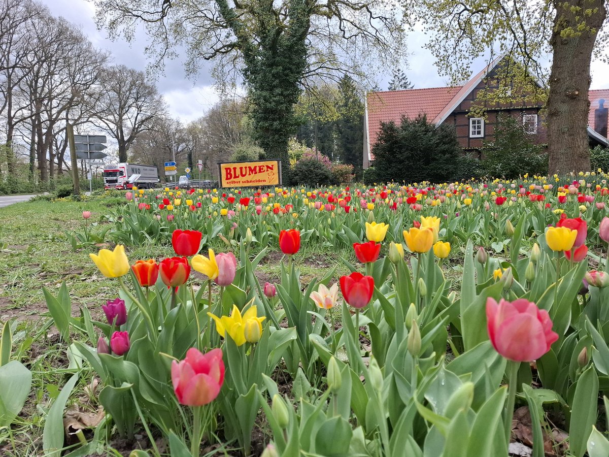 Amchanagi's tweet image. #Blumen zum selber pflücken, eine hundertprozentige #Anhaltgefahr, wenn auch die #Partnerin mit im #Auto sitzt.