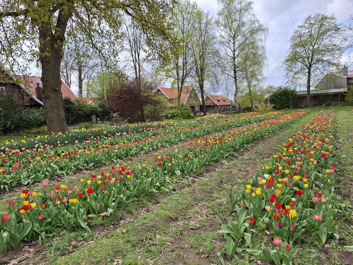 Amchanagi's tweet image. #Blumen zum selber pflücken, eine hundertprozentige #Anhaltgefahr, wenn auch die #Partnerin mit im #Auto sitzt.