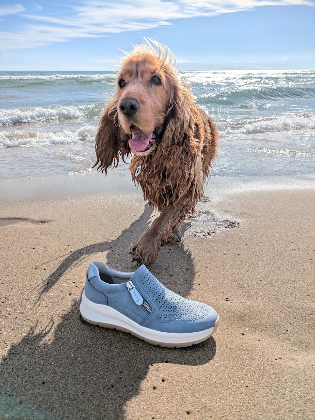 CalcatsPonsa's tweet photo. Entra de ple a la primavera 👒i renova el teu look!
#calçatsponsà #bcn #primavera #newcollectıon #w25 #colorfulspring #feelthecomfort #feetonthego #dresscasual #vegansneakers #changeabletemplates #comfortandbeauty #💙 @shoes_ponsa https://t.co/tur2gX3KdD