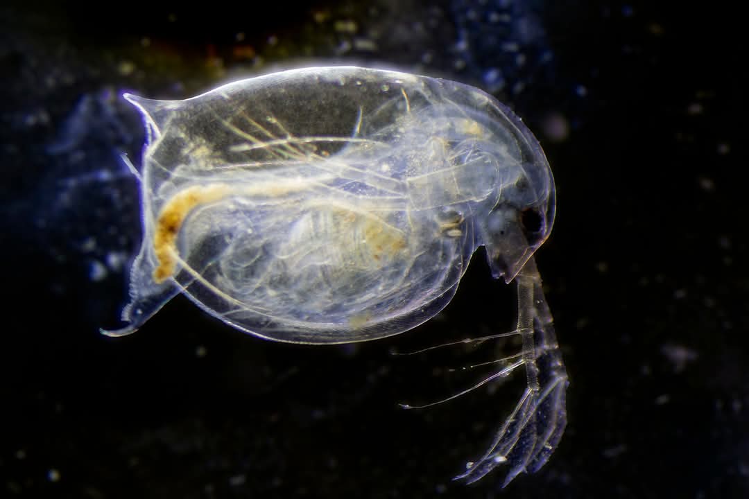 Entomopixels tweet picture