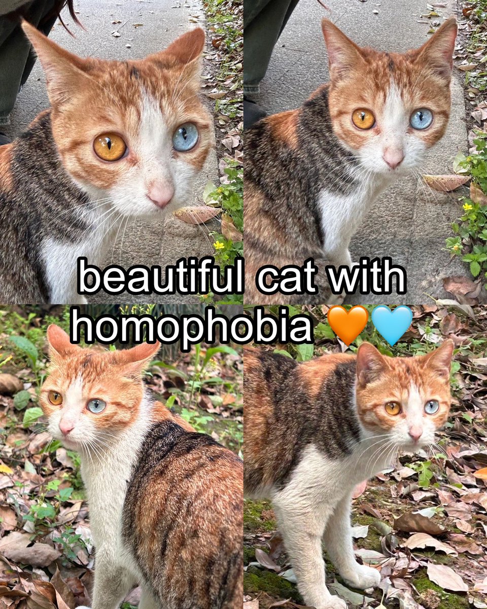 Punch Cat (@punchingcat) on Twitter photo 
