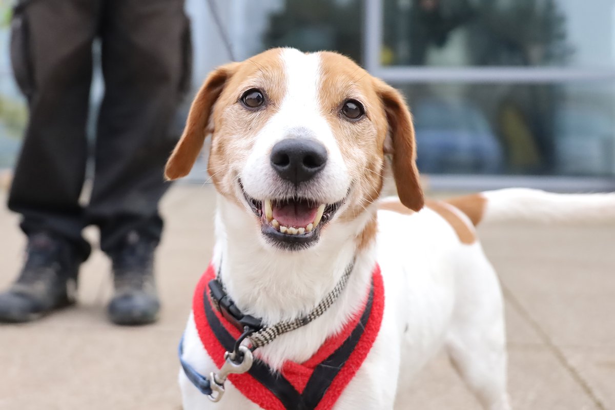 DT_Leeds's tweet image. 💛 MEET TOBY 💛

Toby is a fun and friendly 13yr old Jack Russell Beagle Crossbreed. 🐶

Find out more about him 👉 bit.ly/4lvWtHB

#JackRussell #RescueDog #AdoptDontShop #DogRehoming #RescueDogOfTheDay #Leeds @DogsTrust
