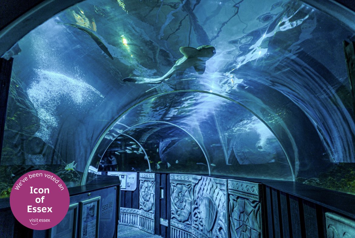 We did it! 🎉

Sealife Adventure has been crowned an Essex ICON - and it’s all thanks to YOU! 

Every visit helps us protect incredible animals and raise awareness for wildlife conservation 🌎

🗓️ Open from 10am each day - come and see what makes us special for yourself!