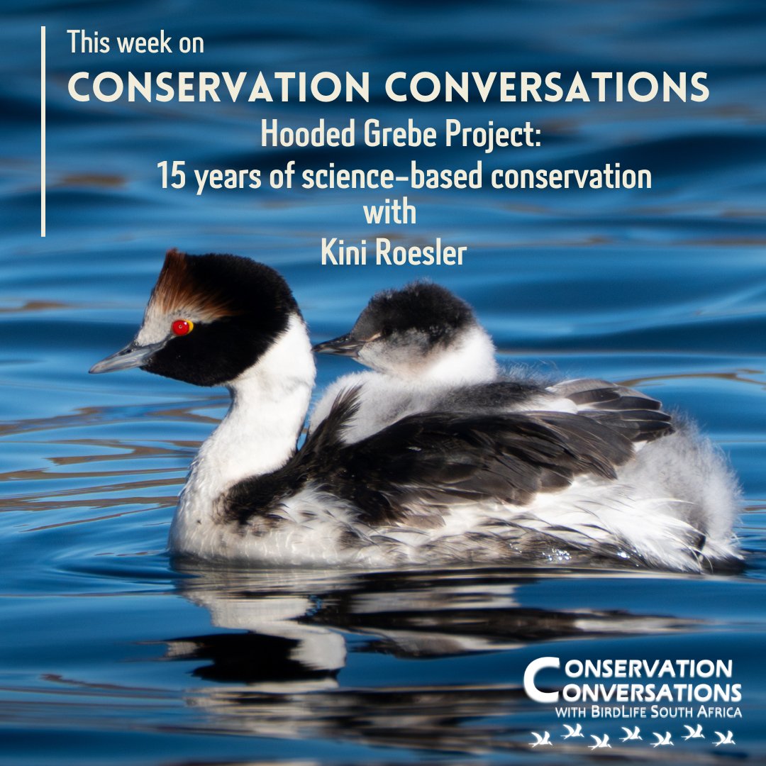 Discovered in 1974, the Hooded Grebe was once thought safe in its remote Patagonian home—but by the 2000s, its population had dropped by 80%. Learn more about this species tomorrow night (📅15 April) at 19h00 (SAST) on #ConservationConversations. 
🔗tinyurl.com/bdd8buux