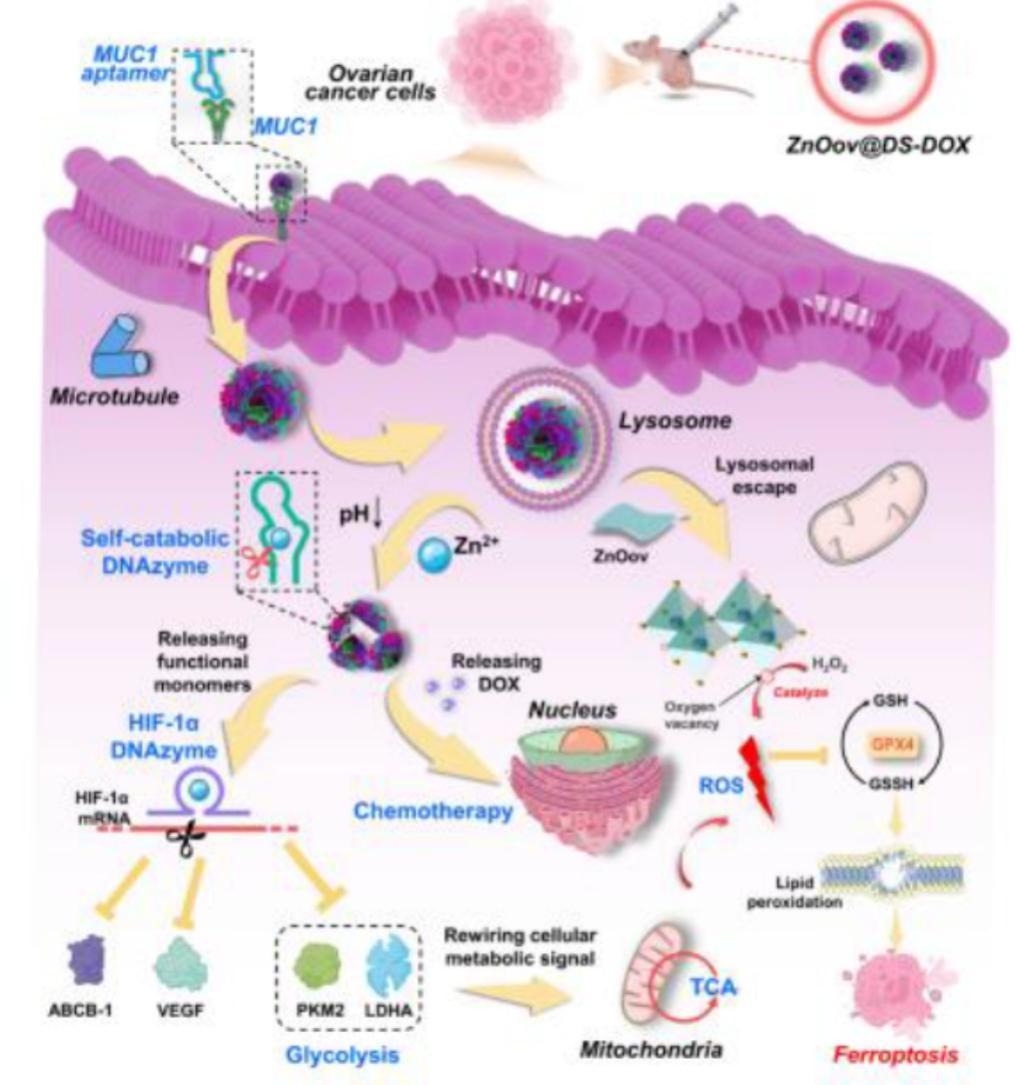 JCRnEDITORS's tweet image. Multifunctional DNA nano-sponge system for targeted sensitization of ovarian cancer chemotherapy via metabolic reprogramming and ferroptosis induction.
| Xiao Xianjin @2024_HUST |
[50 days&apos; free access]
#DNAnanosponge #MetabolicReprogramming
kwnsfk27.r.eu-west-1.awstrack.me/L0/https:%2F%2…