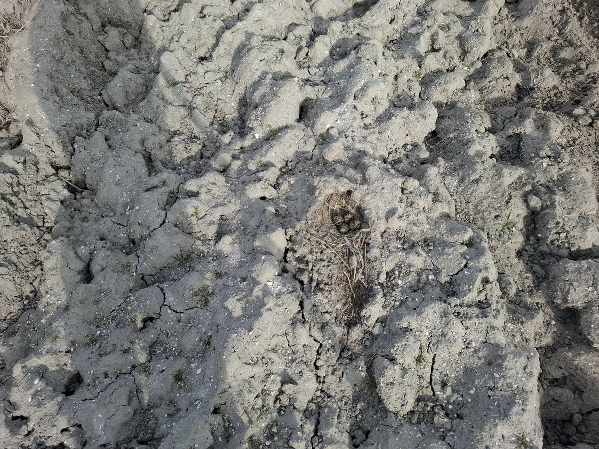 PieterSlootdorp's tweet image. Kievitsei transplantatie #hollandskroon