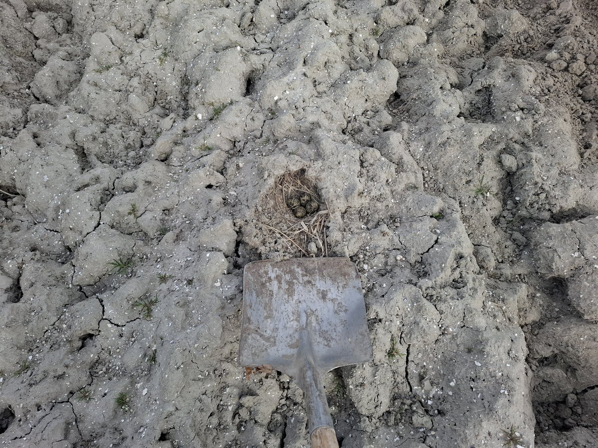 PieterSlootdorp's tweet image. Kievitsei transplantatie #hollandskroon