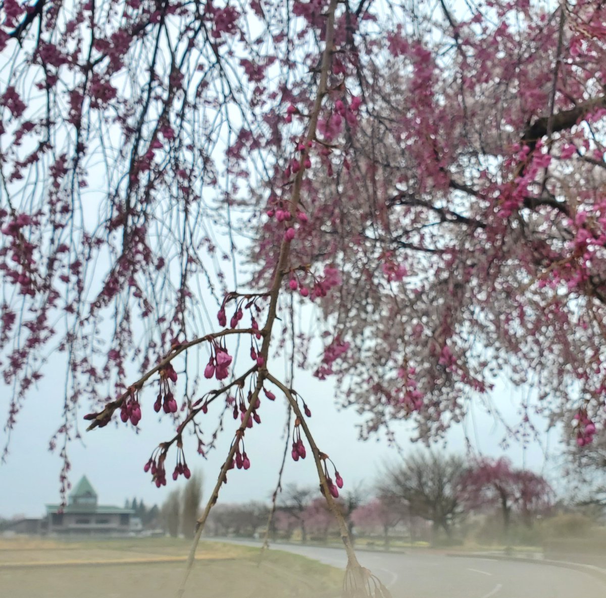 makibach's tweet photo. 🌸花曇り。冷たい雨にうつしだす古木の黒い幹と淡いさくら色は、なかなか風情あり💗２０日、イエス様の復活の日は、天候に依らず、死を打ち破り、永遠の命を約束される希望の主を誉め称えましょう🙌🎶👑✨️🌿🌿
昨年のEgg作りの奉仕は、可愛い双子ちゃんでした。今年もEggでお待ちしてます🐣　#鏡石町 https://t.co/XJzHENUH4m