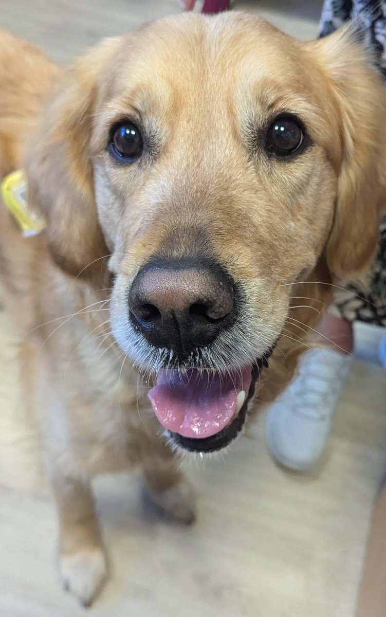 🐾Please welcome our two new therapy dogs, Ted and Kayla! 🐶💛
They're here to spread smiles, comfort, and tail wags wherever they go! 🐕✨ #TherapyDogs