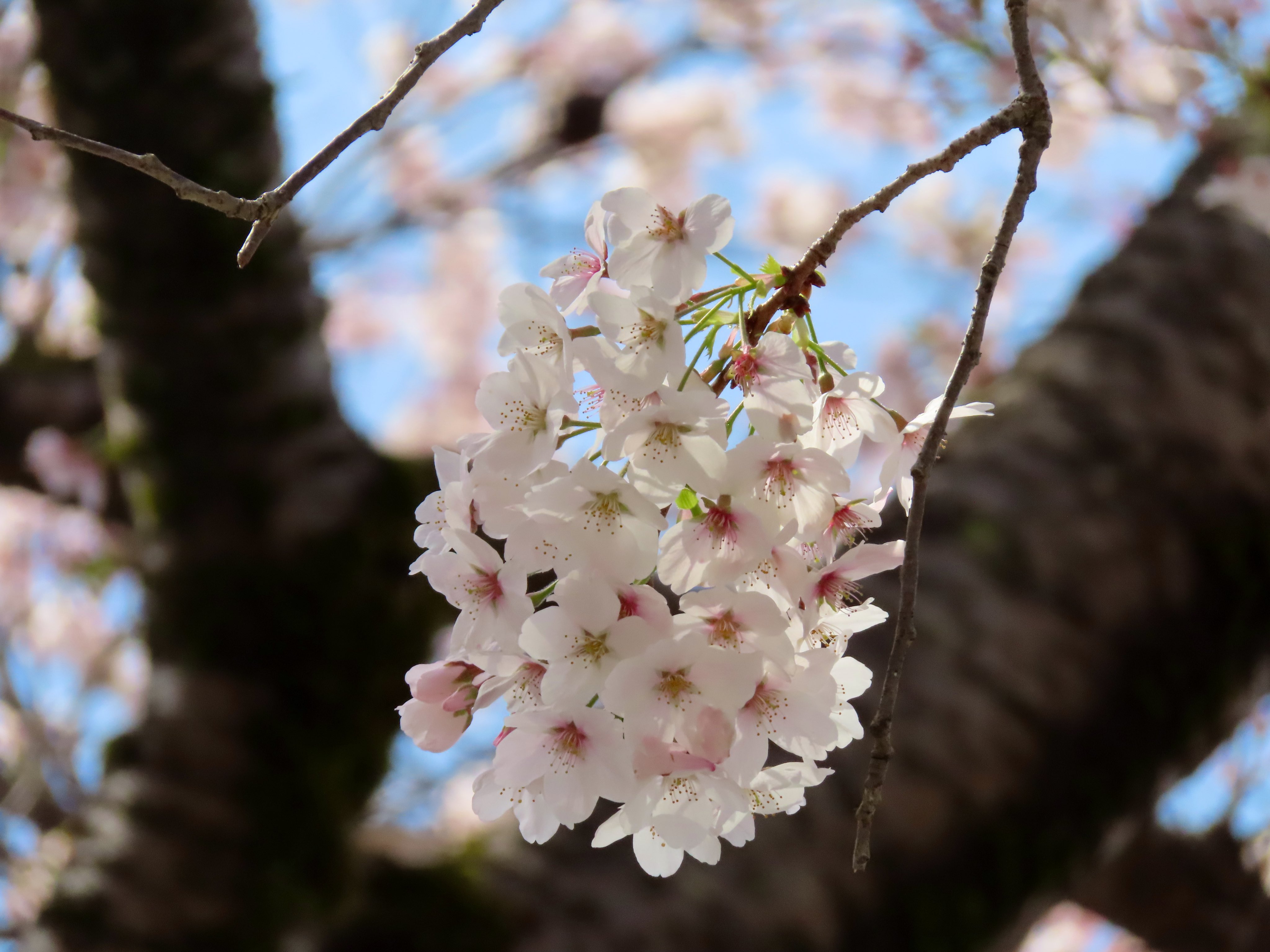 サクラ #さくら #桜スポット #東京ビッグサイト #TokyoBigSight