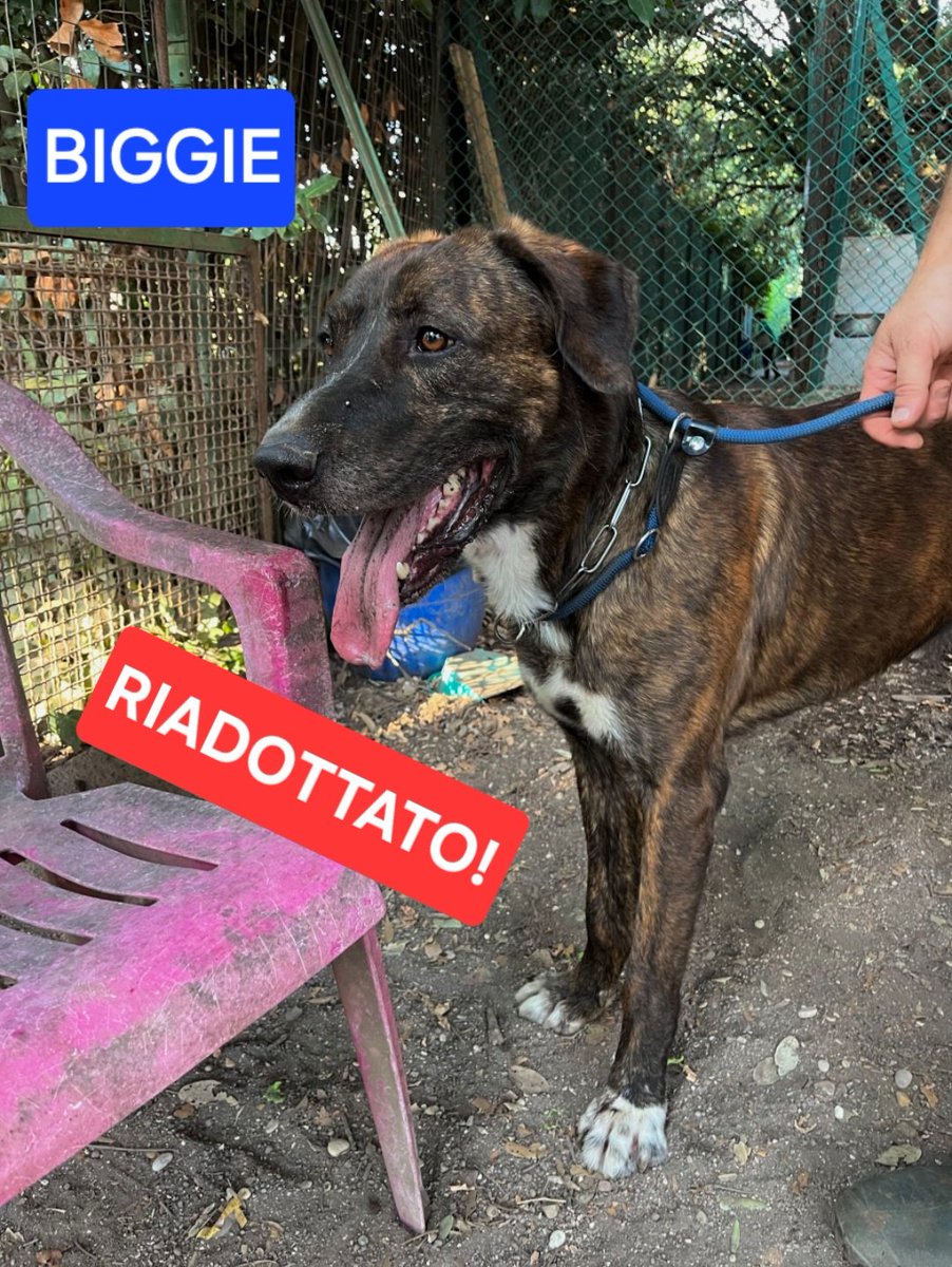 volaurentina's tweet image. Quinta ed ultima (per ora) bella notizia.
BIGGIE era in canile da un anno, il suo "papà" non stava bene. Adesso il figlio di quest'ultimo ha deciso, dopo aver ristrutturato casa per accoglierlo, di prenderlo con sé. Si può quindi dire che è stato riadottato. 😍
Grazie a tutti!
