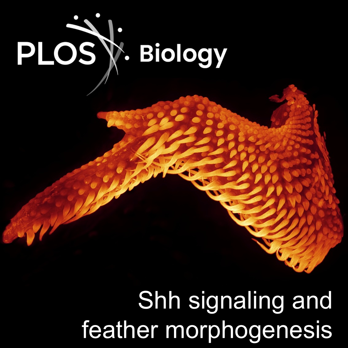 The Milinkovitch-Tzika lab (@lanevol) on Twitter photo Thrilled to share that our light-sheet #microscopy image has been selected as <a href="/PLOSBiology/">PLOS Biology</a>'s Featured Image for March 2025!
This visualization captures the role of the sonic #hedgehog pathway in #feather morphogenesis.
🧬 Dive into the details: lanevol.org/news/article/p… Thrilled to share that our light-sheet #microscopy image has been selected as <a href="/PLOSBiology/">PLOS Biology</a>'s Featured Image for March 2025!
This visualization captures the role of the sonic #hedgehog pathway in #feather morphogenesis.
🧬 Dive into the details: lanevol.org/news/article/p…