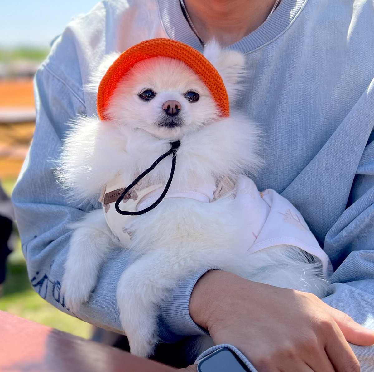 ぼく、ポメラニアンのぽんちゃん！ (@boku_ponchan) / X 