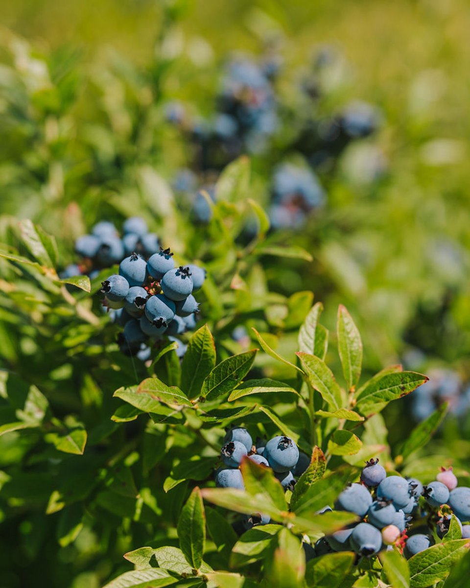 AlimentsNB's tweet image. À l’approche du Jour de la Terre, prenons le temps d’apprécier les merveilleuses couleurs de notre magnifique province! Célébrons notre terre, nos océans et toutes les formidables saveurs locales qu’ils nous offrent. 🍎🦞🥕🌽🍯🥬🫐🍇🥔