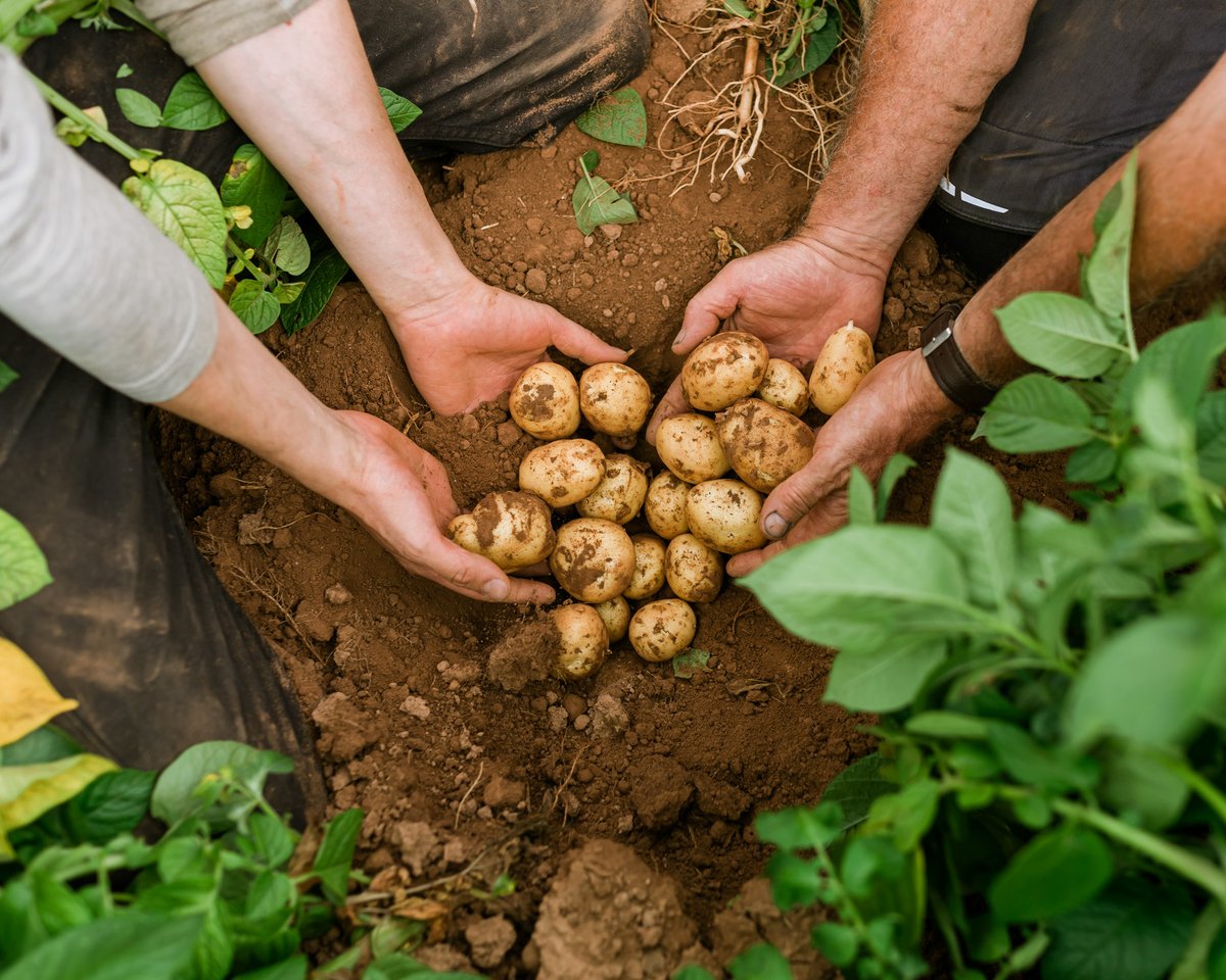 AlimentsNB's tweet image. À l’approche du Jour de la Terre, prenons le temps d’apprécier les merveilleuses couleurs de notre magnifique province! Célébrons notre terre, nos océans et toutes les formidables saveurs locales qu’ils nous offrent. 🍎🦞🥕🌽🍯🥬🫐🍇🥔