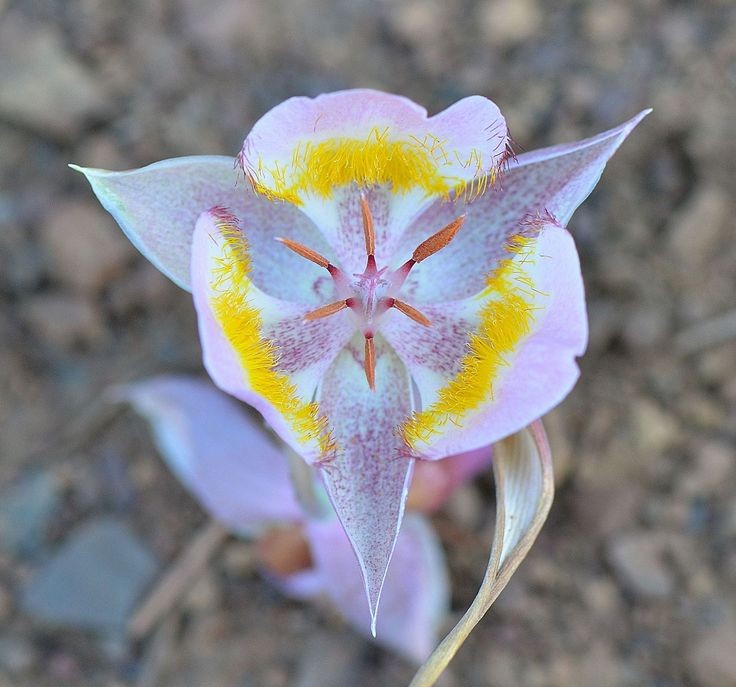 Naturepathway's tweet photo. An exquisite Mariposa Lily, likely a Calochortus macrocarpus or a related species. #Calochortus #MariposaLily https://t.co/bC4qqKNWWN