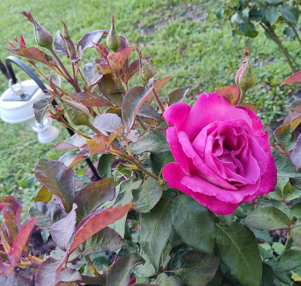 JusticeToAll's tweet photo. Wishing all a good week ahead with this beautiful rose from our flower garden.. #BloomScrolling #Rose #PeaceToAll 🌹🌹🌹 https://t.co/jfE5nXJ8s1