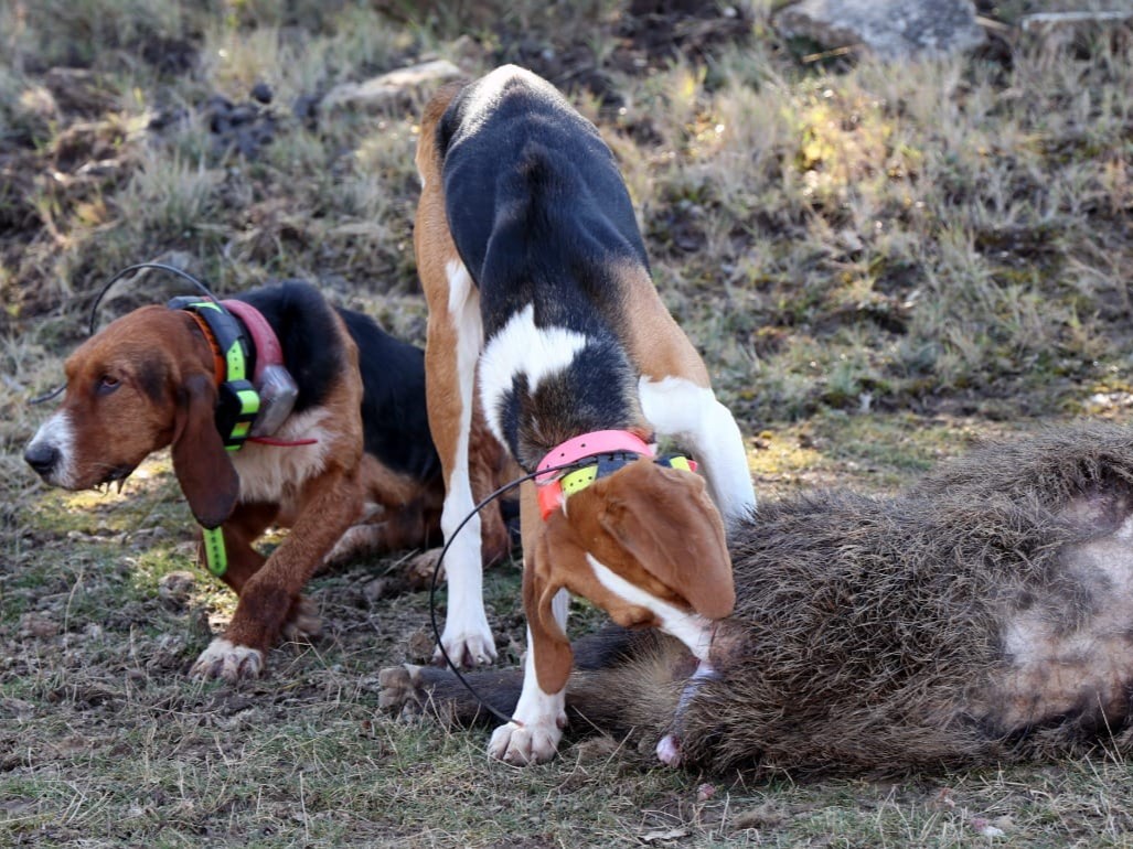 📋🐶 Recuerda que el Ministerio de Agricultura ha actualizado el protocolo para la prevención y control de la enfermedad de #Aujeszky en perros de caza.

Ahora las comunidades autónomas pueden analizar las muestras en sus laboratorios. Para saber más: bit.ly/4j8ps2z