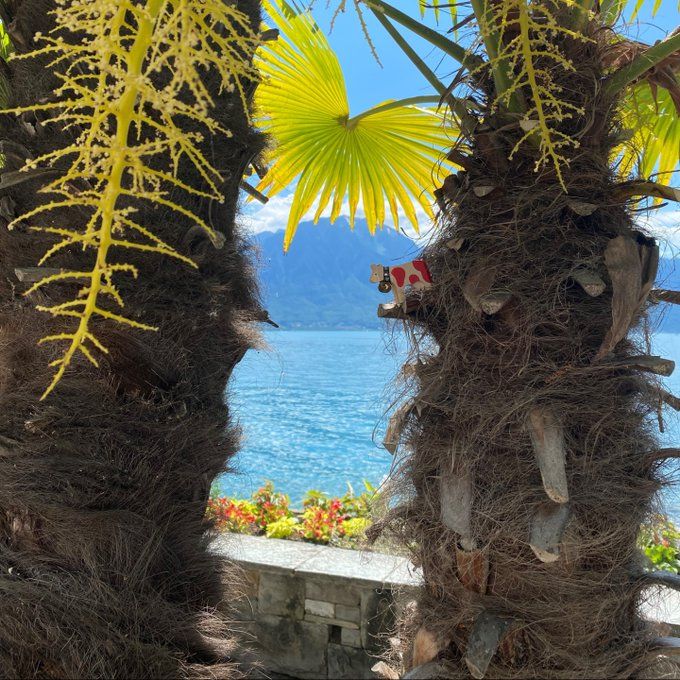 Today, I’m switching things up a bit from the green meadows… but don’t worry, I’m still in Switzerland! 🐮🇨🇭

This photo was taken in Montreux, where the mild climate lets palm trees thrive around Lake Geneva. 🌴

Did you spot me? 👇
