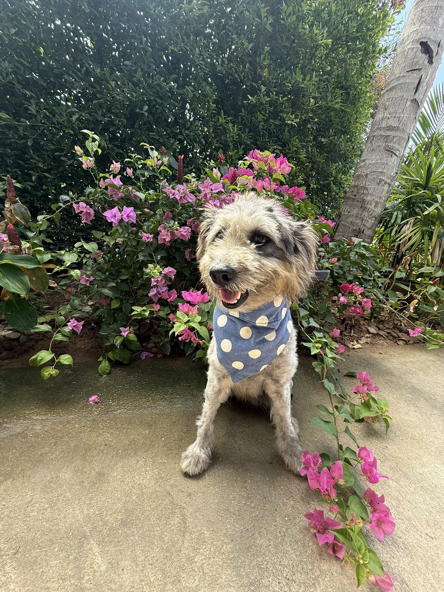 Today is a good day…

📨 Shaggy has 22 applications for a forever home from around the world. 

🌺 Alba’s flowers are growing beautifully 

⛳️ Rory brought it home

Shaggy says have a lovely week and be kind to each other 🥰🙏