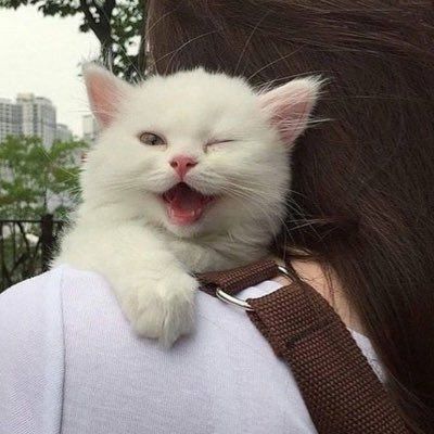 Posts Of Cats (@postsofcats) on Twitter photo 