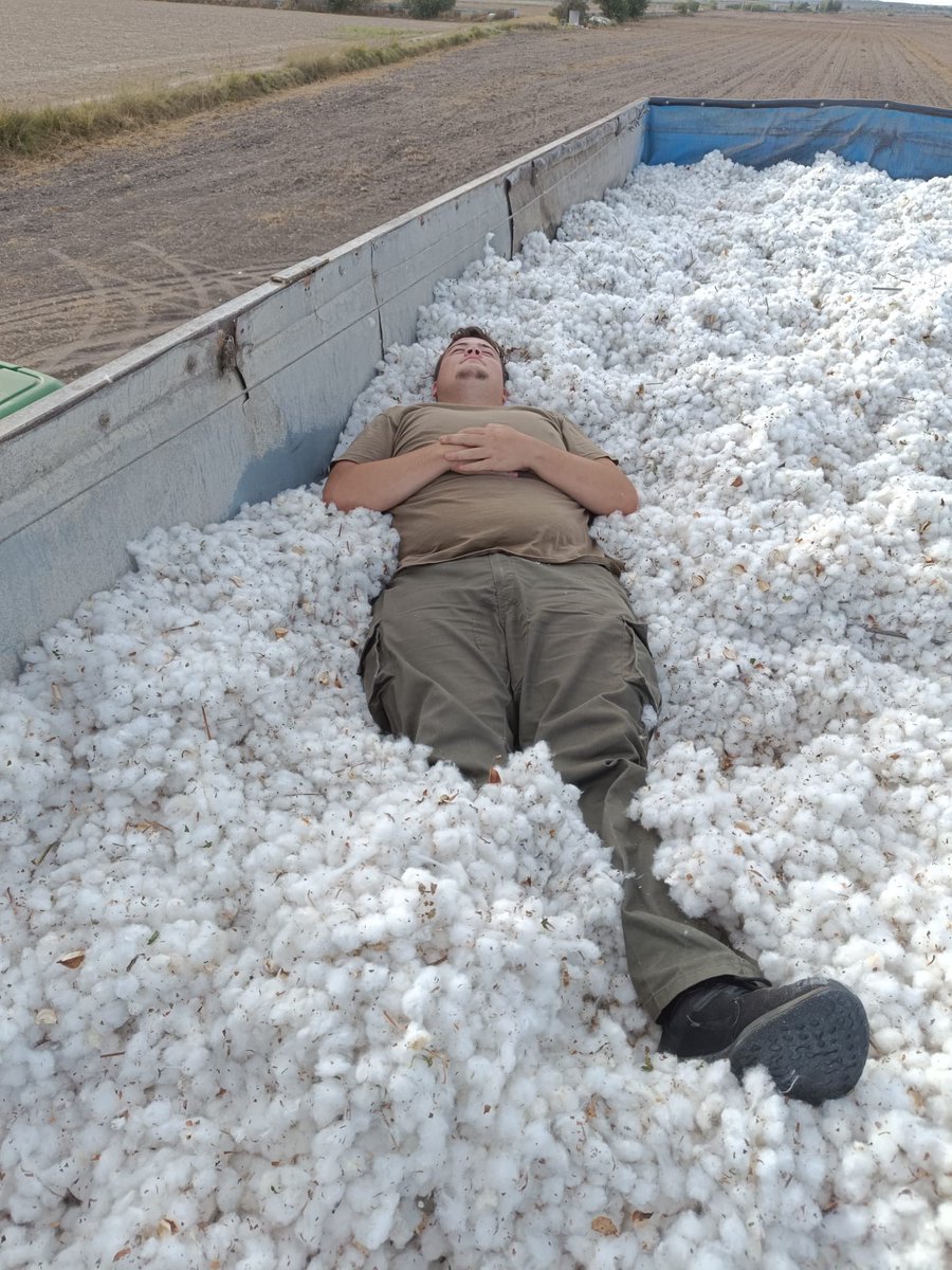 yo no escribi eso, me solidarizo con los que recogen algodon, aqui una prueba mia doblando el lomo☝️🤓