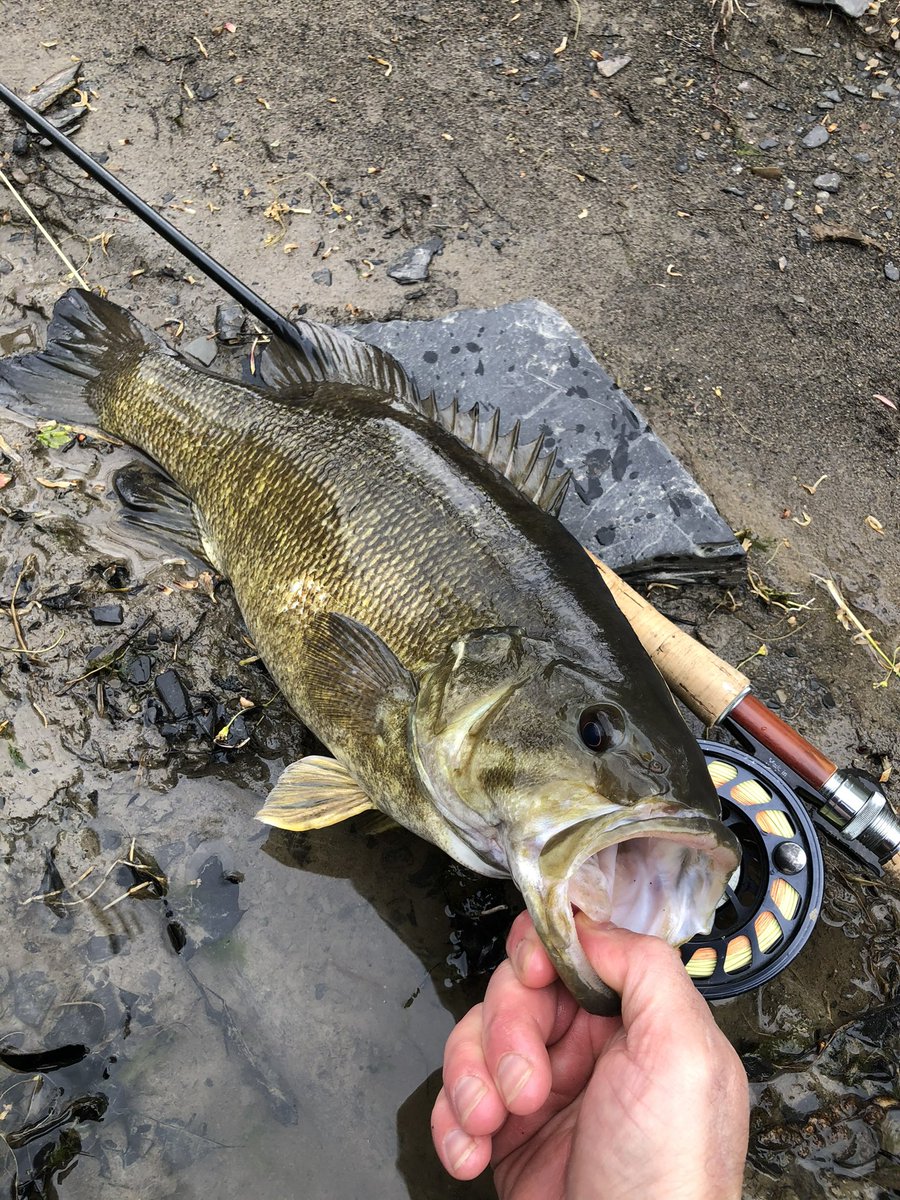 As the steelhead run starts to come to an end the smallmouth bass take t... youtube.com/shorts/3ve0hAF… via <a href="/YouTube/">YouTube</a>
