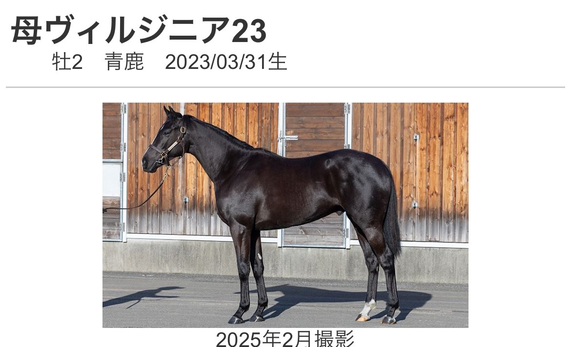 トモが緩くかなり奥手そうな馬で博打感は強めだが、ヴァロンブローサ