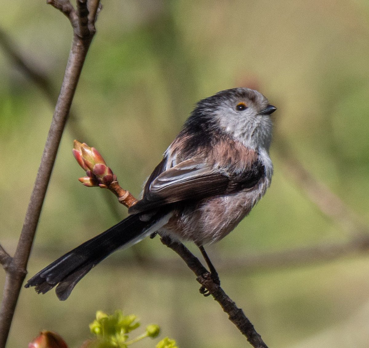 Christopher Onn tweet media