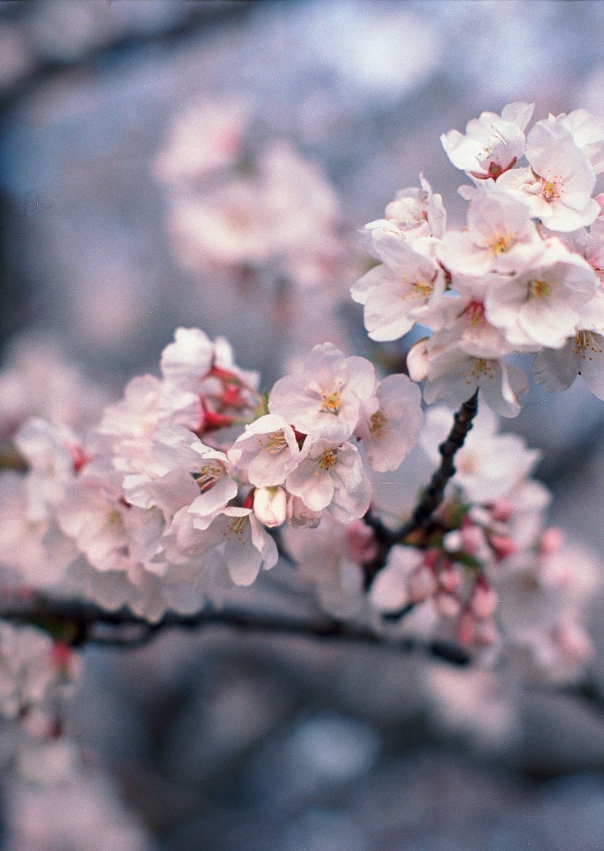 mercvrivs2's tweet photo. 次は #NikkorSCAuto55mmF12 に #OlympusPenFV #Ekter100 での #桜 です(*´ω`*)
#OLYMPUS #OlympusPen #PenFV
#オリンパス #オリンパスペン
#ハーフサイズカメラ #フィルムカメラ #HalfFrameCamera #FilmCamera
#フィルム写真 #filmphotography #Nikon https://t.co/kTwTV4ijTQ