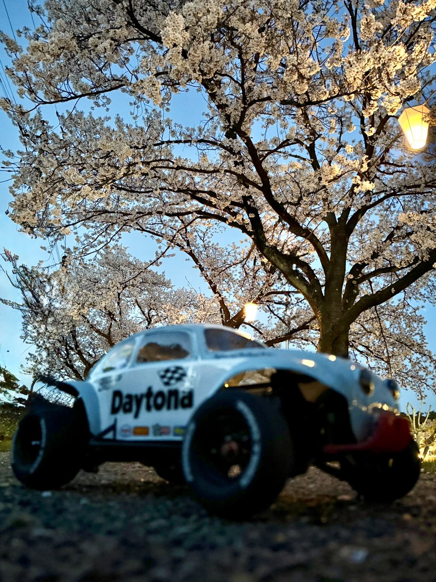 take_rcm's tweet photo. 日本三大夜桜の一つ
高田城址公園の夜桜🌸
とビートルと次女🌸🌸
#tamiya_rc
#ホーネットevo
#bugtypek
#オプションナンバーワンスリックタイヤ https://t.co/kneFyvCM08